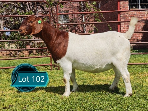 1 X BOER GOAT FLOCK ON COLOUR DOE Lukas Burger