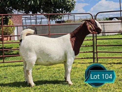 1 X BOER GOAT FLOCK ON TEAT DOE Lukas Burger