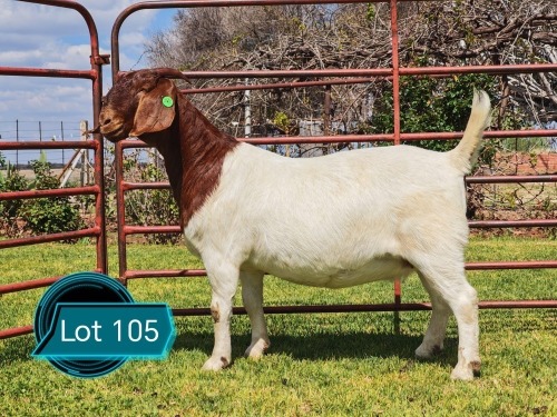 1 X BOER GOAT FLOCK ON TEAT DOE Lukas Burger