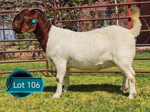 1 X BOER GOAT STUD DOE Lukas Burger