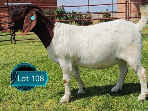 1 X BOER GOAT STUD DOE Lukas Burger