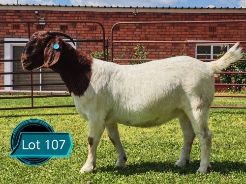 1 X BOER GOAT STUD DOE Lukas Burger