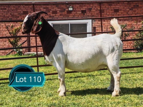 1 X BOER GOAT FLOCK ON TEAT DOE Lukas Burger