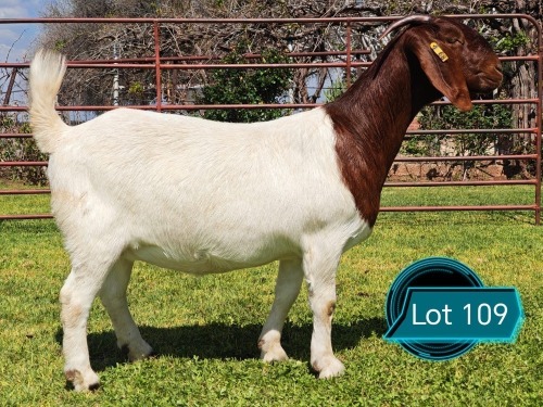 1 X BOER GOAT FLOCK ON COLOUR AND TEAT DOE Lukas Burger