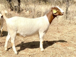 1 X KALAHARI RED OOI/EWE G.E.H BOERBOKSTOET - KUDDE/FLOCK