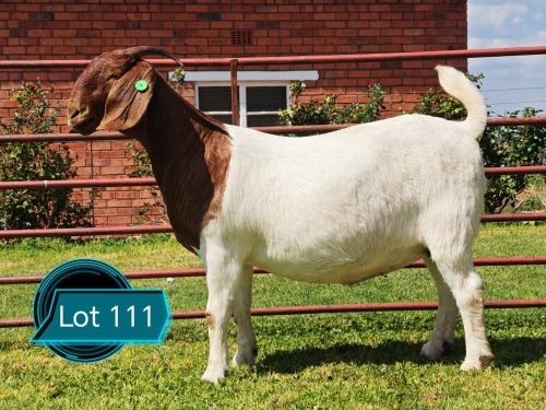 1 X BOER GOAT FLOCK ON COLOUR AND TEAT DOE Lukas Burger