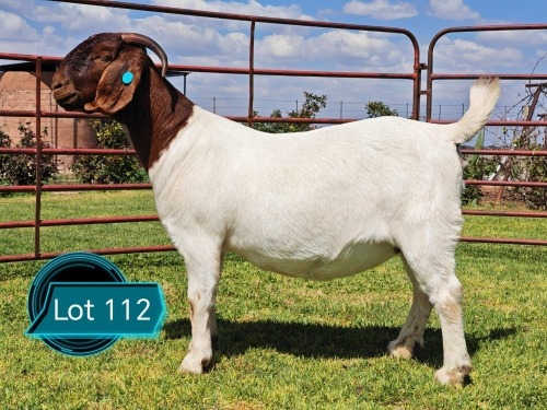 1 X BOER GOAT STUD DOE Lukas Burger
