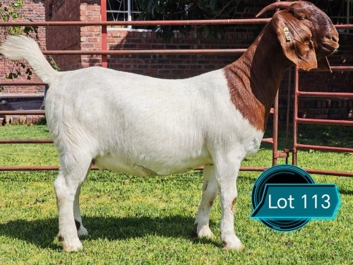1 X BOER GOAT FLOCK ON COLOUR AND TEAT DOE Lukas Burger