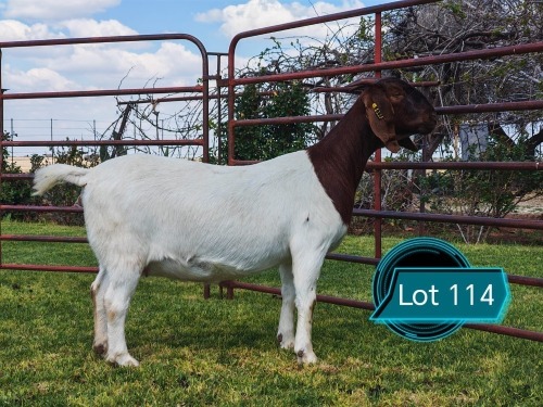 1 X BOER GOAT FLOCK ON TEAT DOE Lukas Burger