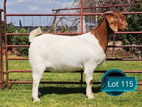 1 X BOER GOAT FLOCK ON TEAT DOE Lukas Burger