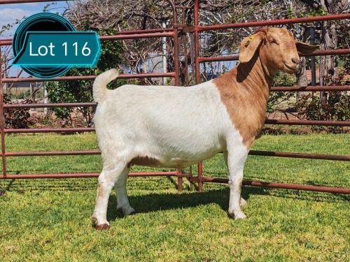 1 X BOER GOAT FLOCK ON COLOUR DOE Lukas Burger