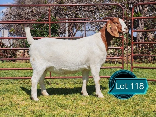 1 X BOER GOAT FLOCK ON TEAT DOE Lukas Burger