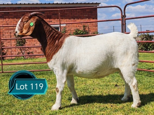 1 X BOER GOAT FLOCK ON COLOUR DOE Lukas Burger