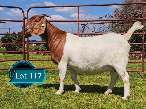 1 X BOER GOAT FLOCK ON COLOUR DOE Lukas Burger