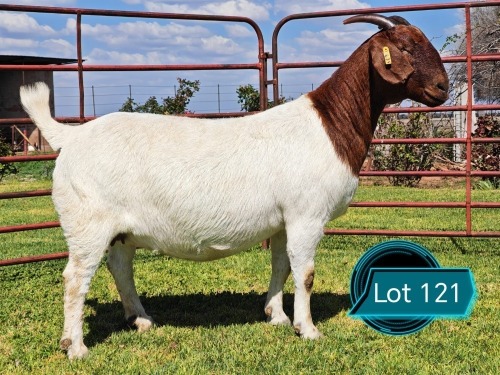 1 X BOER GOAT STUD DOE Lukas Burger