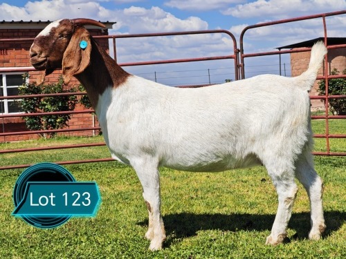 1 X BOER GOAT STUD DOE Lukas Burger