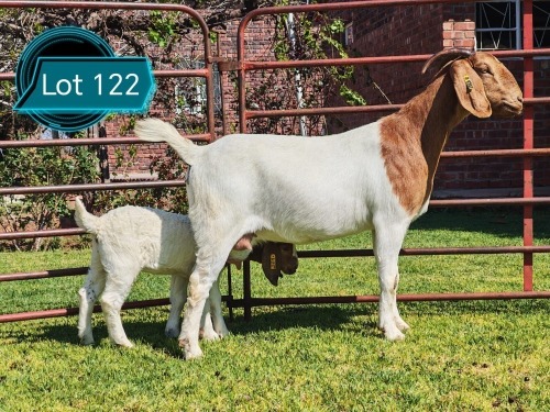 1 X BOER GOAT STUD DOE Lukas Burger
