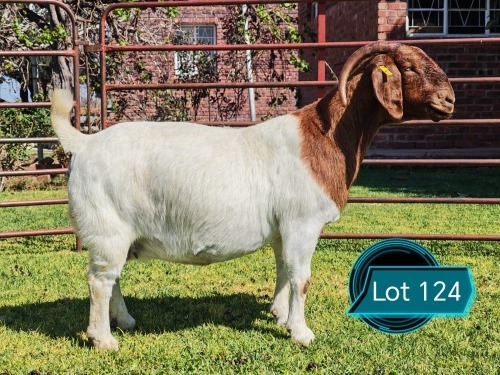 1 X BOER GOAT STUD DOE Lukas Burger