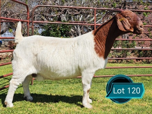 1 X BOER GOAT STUD DOE Lukas Burger