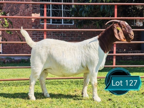 1 X BOER GOAT STUD DOE Lukas Burger