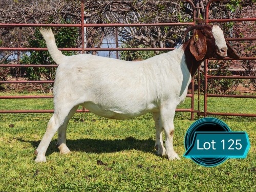 1 X BOER GOAT STUD DOE Lukas Burger