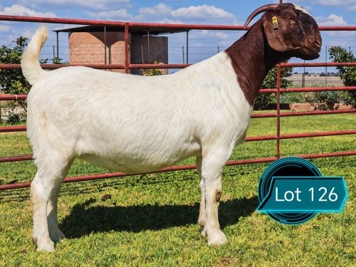 1 X BOER GOAT FLOCK ON TEAT DOE Lukas Burger