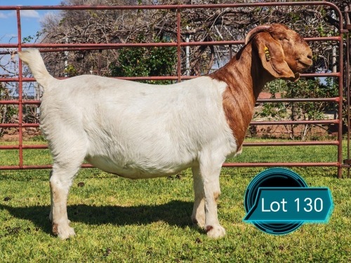 1 X BOER GOAT STUD DOE Lukas Burger