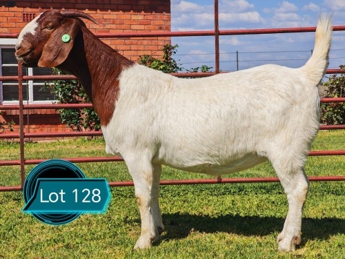 1 X BOER GOAT FLOCK ON TEAT DOE Lukas Burger