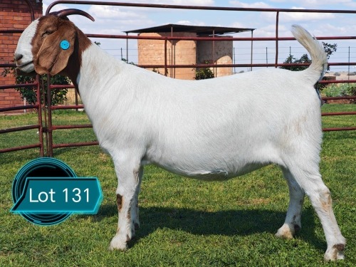 1 X BOER GOAT STUD DOE Lukas Burger