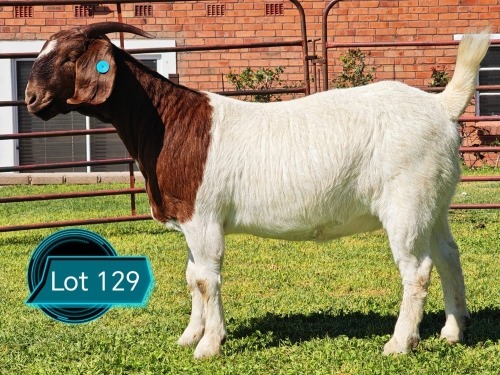 1 X BOER GOAT STUD DOE Lukas Burger