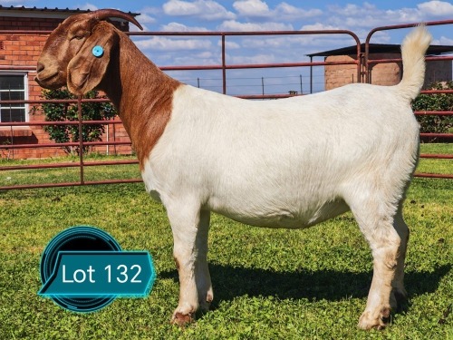 1 X BOER GOAT STUD DOE Lukas Burger