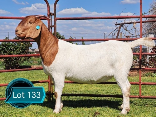 1 X BOER GOAT STUD DOE Lukas Burger