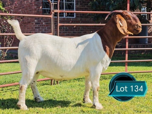 1 X BOER GOAT STUD DOE Lukas Burger
