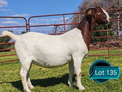 1 X BOER GOAT FLOCK ON TEAT DOE Lukas Burger
