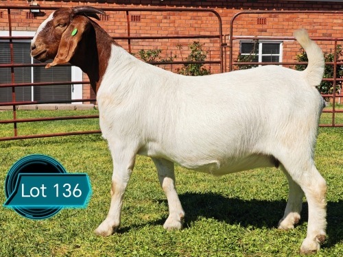 1 X BOER GOAT FLOCK ON COLOUR DOE Lukas Burger