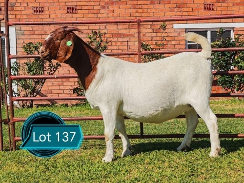 1 X BOER GOAT FLOCK ON COLOUR DOE Lukas Burger