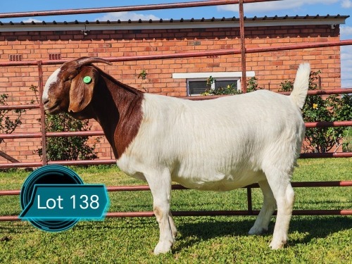 1 X BOER GOAT FLOCK ON TEAT DOE Lukas Burger