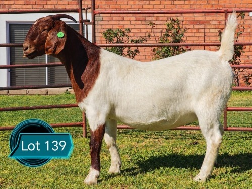 1 X BOER GOAT FLOCK ON COLOUR DOE Lukas Burger
