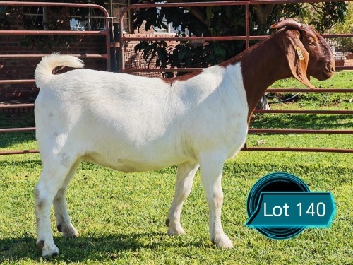 1 X BOER GOAT FLOCK ON COLOUR DOE Lukas Burger