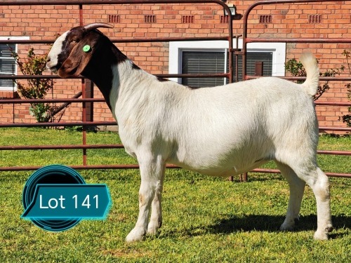 1 X BOER GOAT FLOCK ON COLOUR DOE Lukas Burger