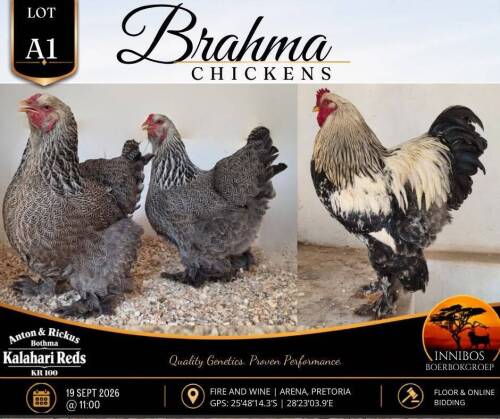 3 X BRAHMA CHICKEN ROOSTER & HEN Anton & Rickus Bothma
