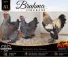 3 X BRAHMA CHICKEN ROOSTER & HEN Anton & Rickus Bothma