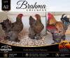 3 X BRAHMA CHICKEN ROOSTER & HEN Anton & Rickus Bothma