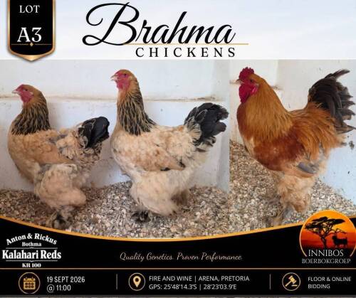 3 X BRAHMA CHICKEN ROOSTER & HEN Anton & Rickus Bothma
