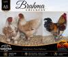 3 X BRAHMA CHICKEN ROOSTER & HEN Anton & Rickus Bothma
