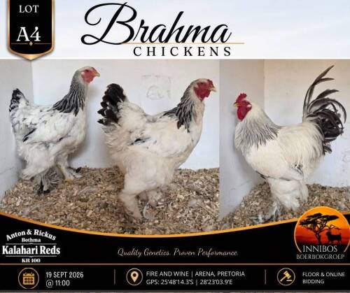 3 X BRAHMA CHICKEN ROOSTER & HEN Anton & Rickus Bothma