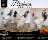 3 X BRAHMA CHICKEN ROOSTER & HEN Anton & Rickus Bothma
