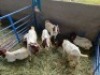 LOT 53&nbsp; 7X BOERBOK LAMMERS Rhenosterhoek, Kobus van der Walt - 082926 0929 (Per stuk om lot te neem/Per Piece to take the lot)