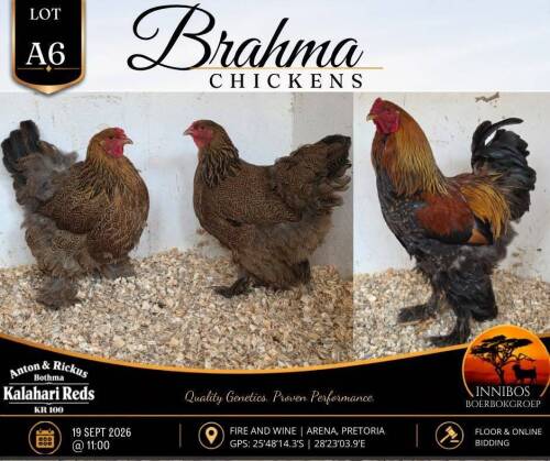 3 X BRAHMA CHICKEN ROOSTER & HEN Anton & Rickus Bothma