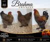 3 X BRAHMA CHICKEN ROOSTER & HEN Anton & Rickus Bothma